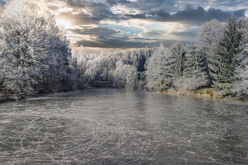 Foto d'estoc gratuïta de arbres, cel ennuvolat, congelant