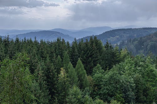 Free stock photo of czech, forest, rain