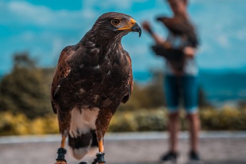 Free Detailed close-up of a Harris Hawk with blurred human handler in background outdoors. Stock Photo