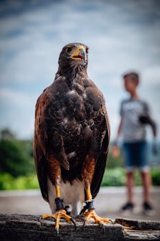 Vertical close-up of a hawk perched on a log with a blurred background outdoors.