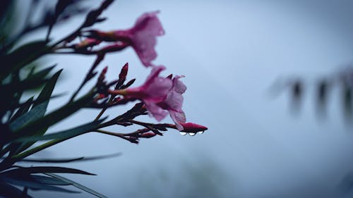 Бесплатное стоковое фото с дождь, зеленый, капля воды