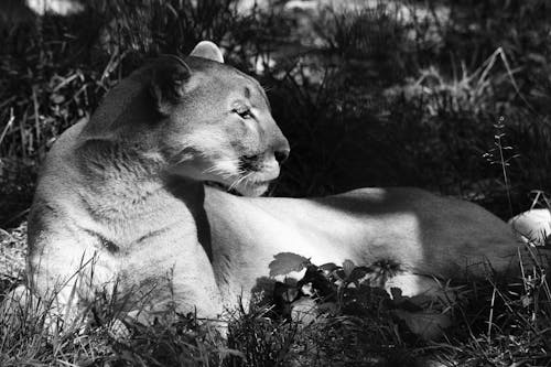 Grayscale Photo of a Lioness