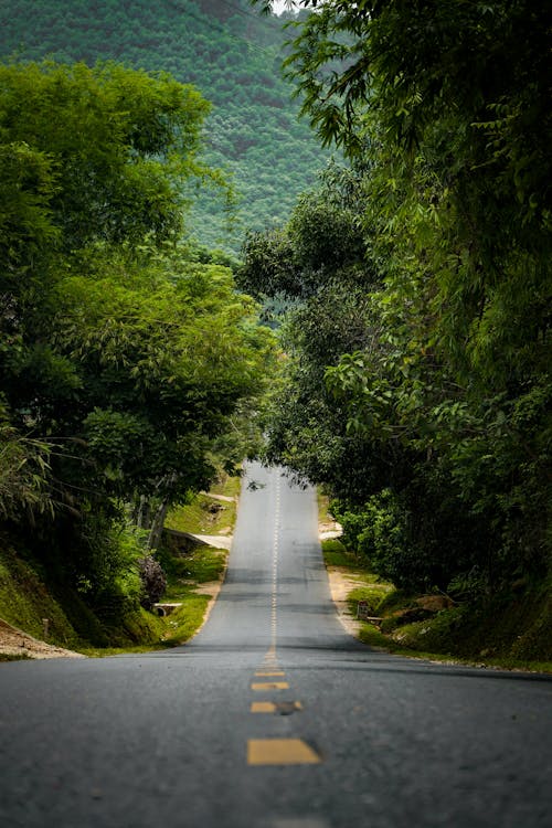 Foto d'estoc gratuïta de a l'aire lliure, arbres, asfalt