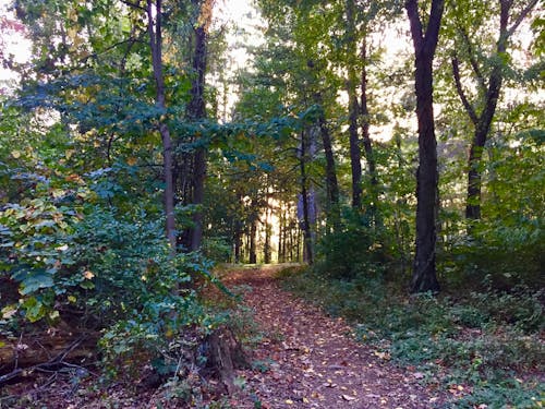 Darmowe zdjęcie z galerii z leśny szlak, ścieżka, spacer po lesie