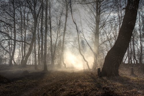 Gratis stockfoto met Bos, bosgebied, bossen