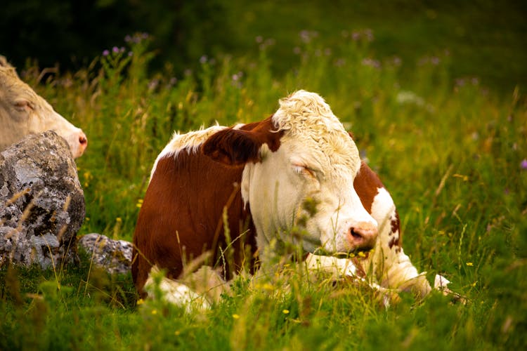 Close Up Of Cow Lying Down