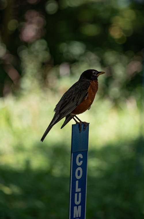 Free Close-Up Photo of Bird Perched on Signage Stock Photo