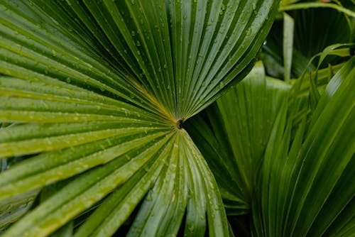 Close-Up Shot of Wet Leaves