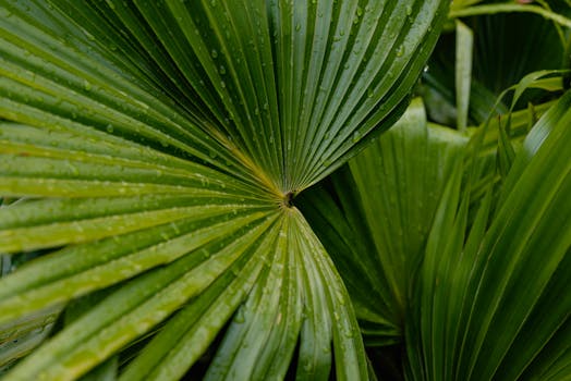 A detailed shot of green palm leaves with fresh dewdrops, showcasing natural texture.