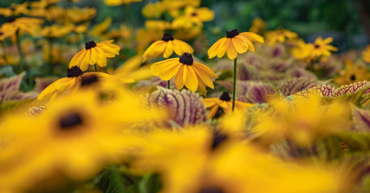 Cómo elegir las mejores plantas para un jardín sostenible