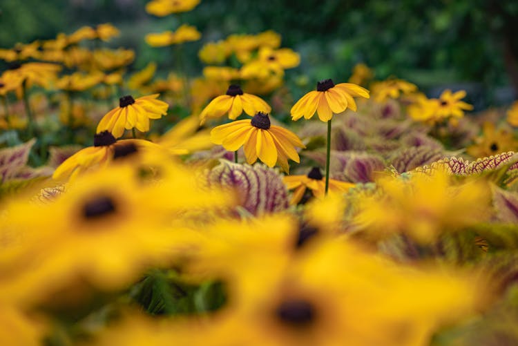 Ruudbeckia Hirta Flowers In The Garden 