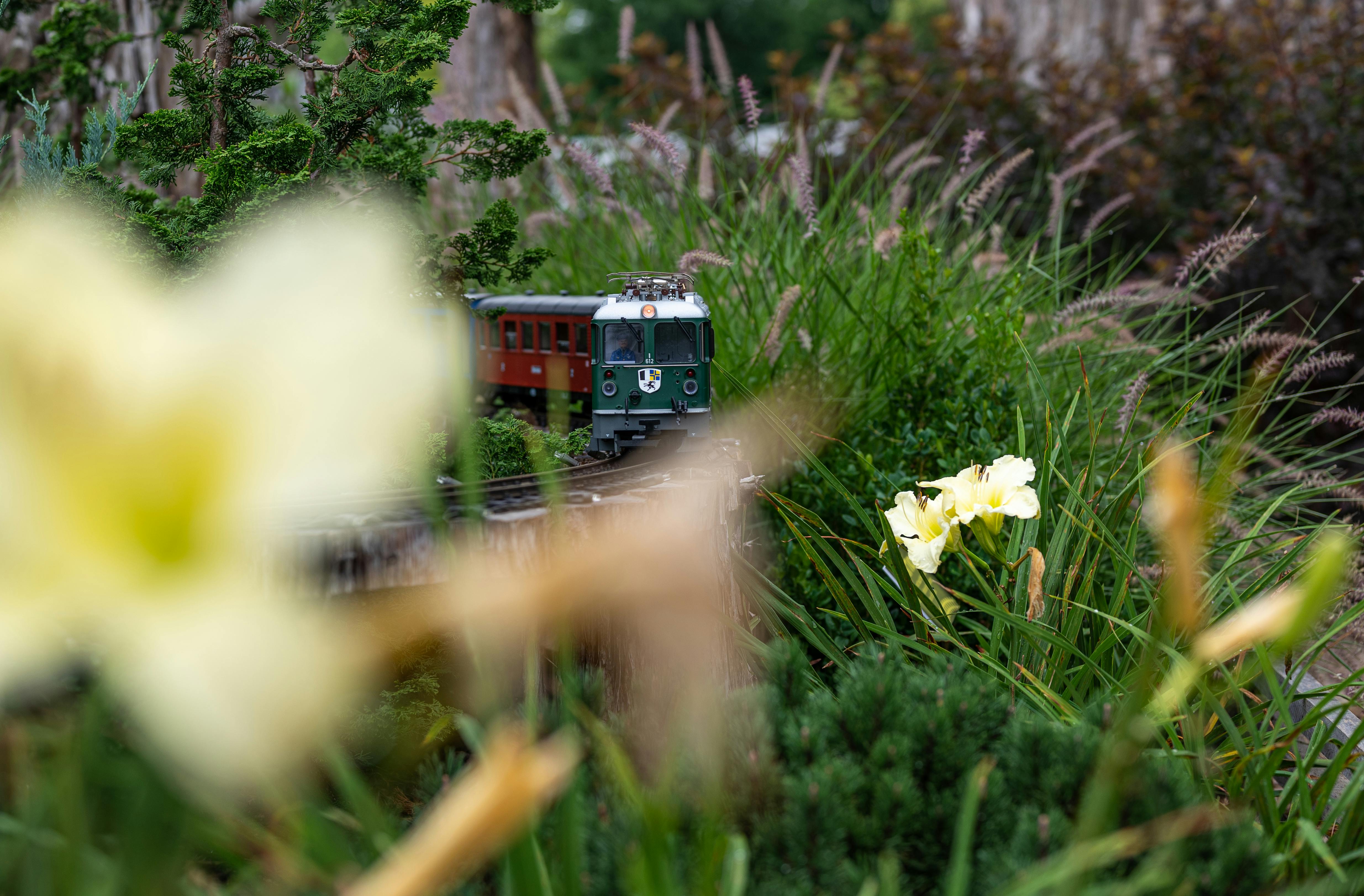 Close-up of a toy train in a blooming garden with vibrant green foliage and flowers.