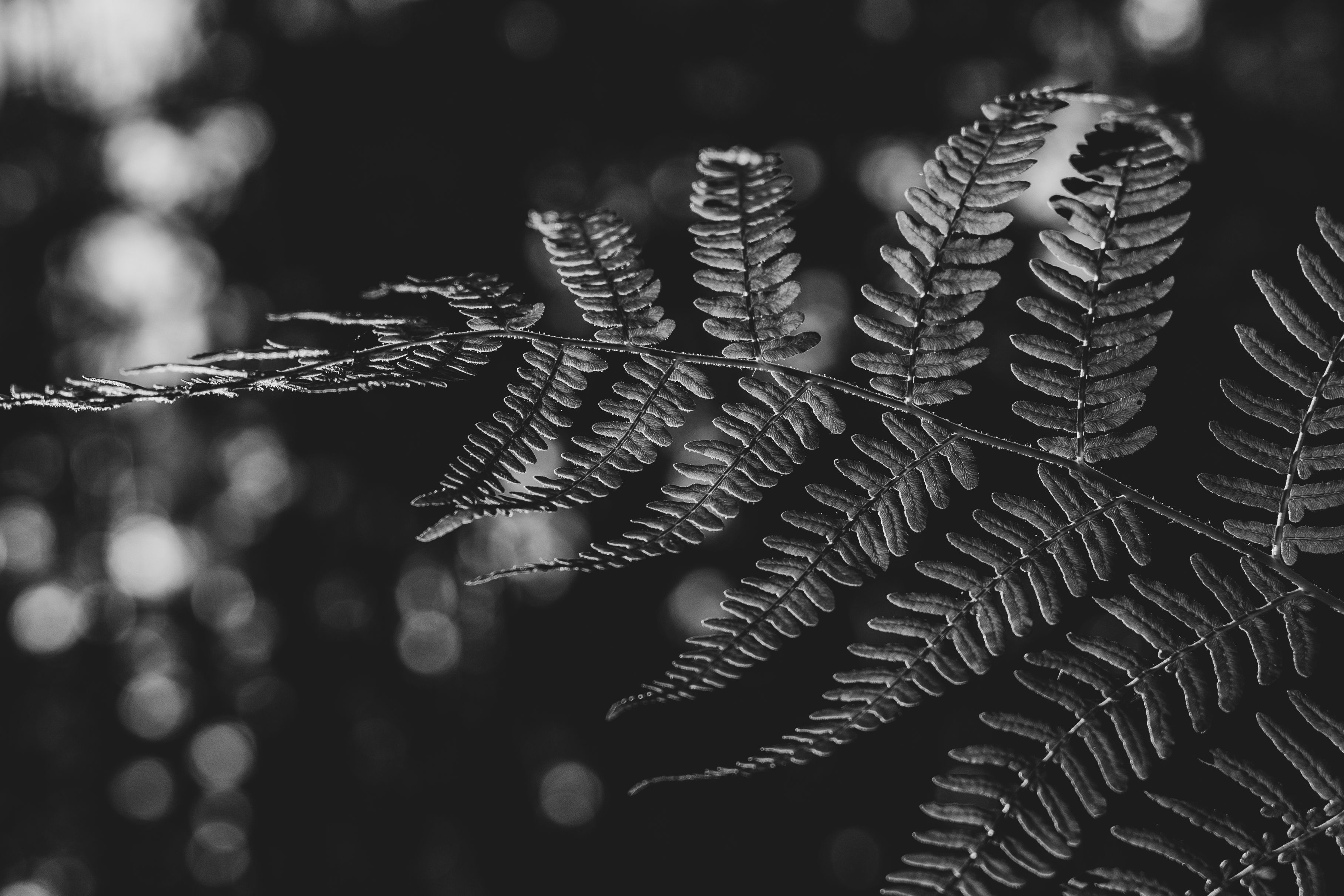 Fern Leaves in Black Background · Free Stock Photo