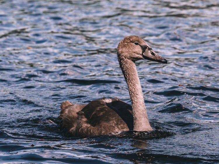 Baby Swan In Water 