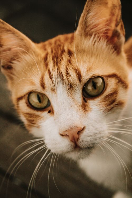 Free Captivating close-up of an orange tabby cat with beautiful eyes. Perfect for animal lovers. Stock Photo