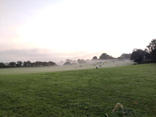 Free stock photo of cows, farm field, fog