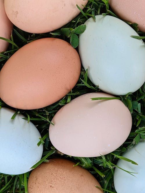 Free stock photo of blades of grass, blue egg, brown eggs