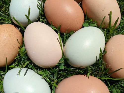 Free stock photo of blue egg, brown eggs, chicken eggs