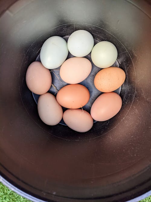 Free stock photo of blue eggs, brown eggs, chicken eggs