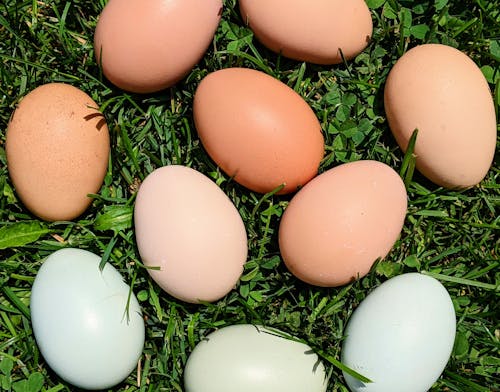 Free stock photo of animal farming, blue egg, brown eggs
