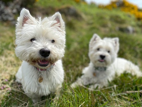 Free stock photo of west highland terrier, westie