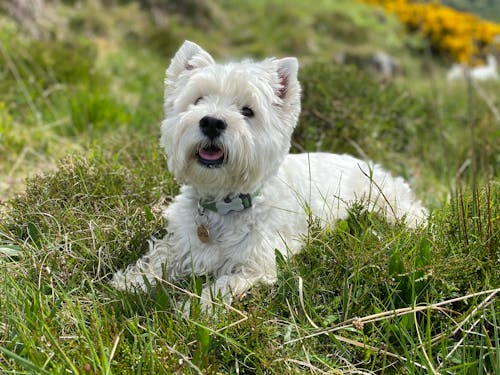 Free stock photo of west highland terrier, westie