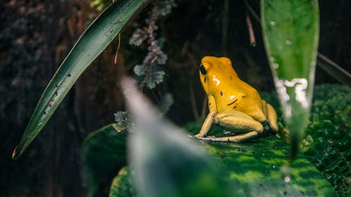 개구리, 노란색, 동물의 무료 스톡 사진