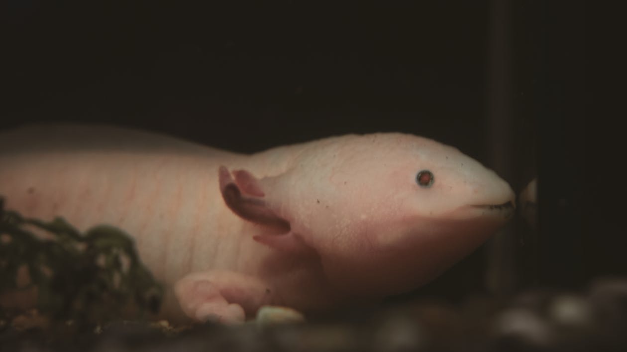 Free stock photo of animal, aquatic, axolotl Stock Photo