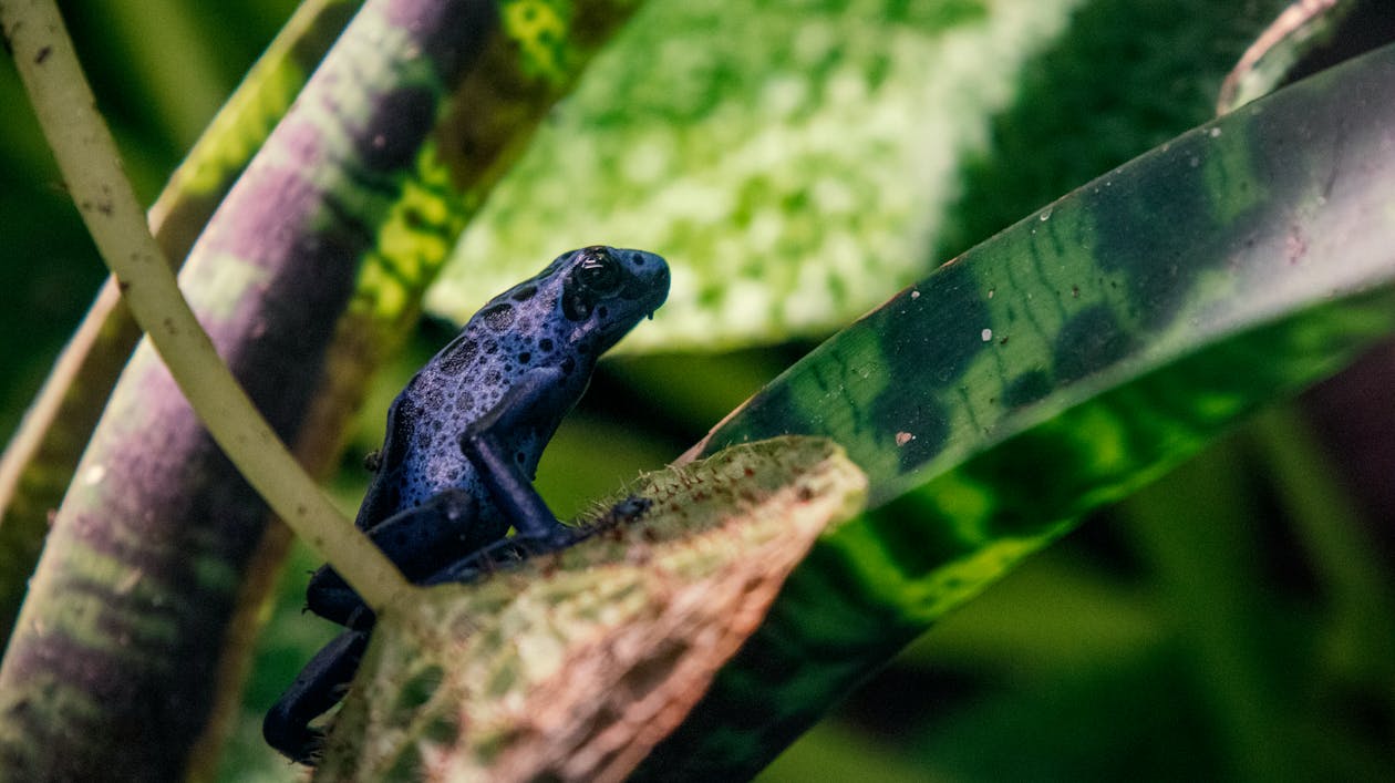 Blue Frog on Green Leaf