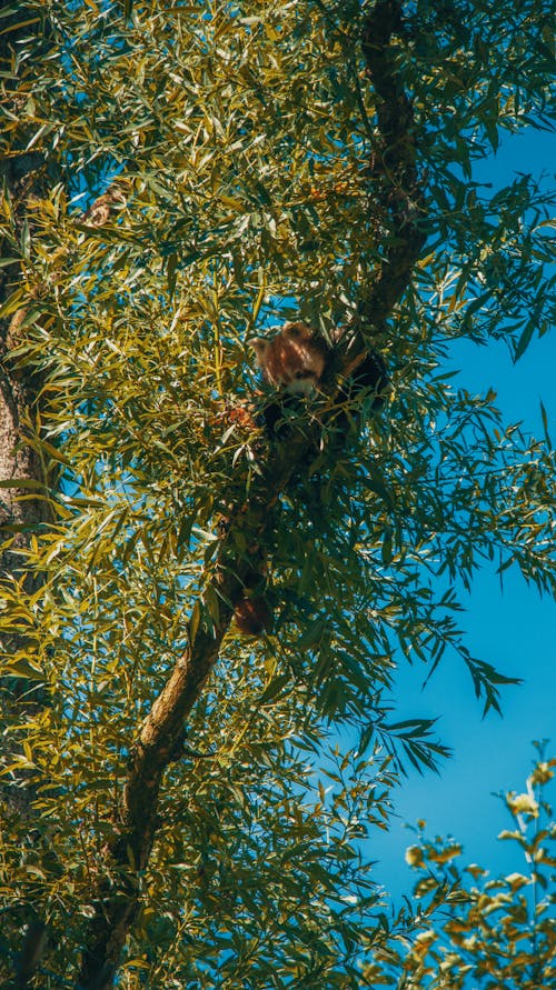 너구리판다, 야생동물, 야생동물 사진의 무료 스톡 사진