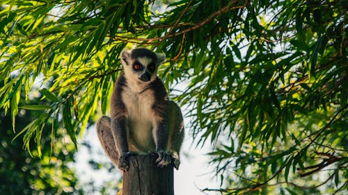 Photo of Lemur Near Tree