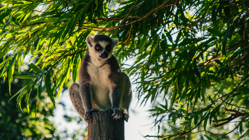 Free Close-up of a ring-tailed lemur perched on a post surrounded by vibrant foliage. Stock Photo