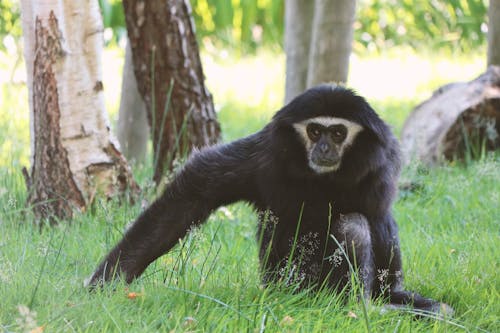 Agile Gibbon Sitting on a Grassy Field 