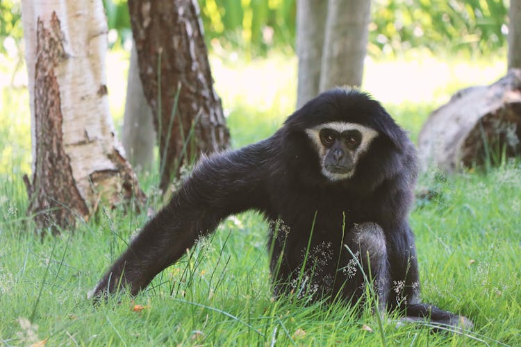 Agile Gibbon Sitting On A Grassy Field 