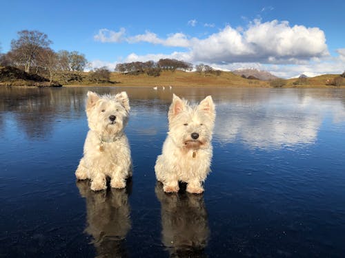 Free stock photo of west highland terrier, westie