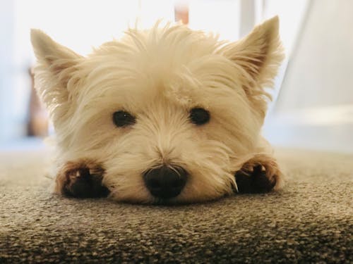 Free stock photo of west highland terrier, westie