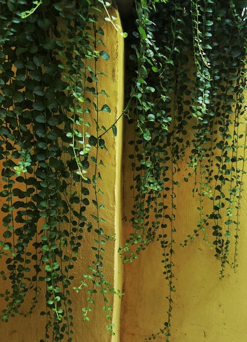 Free Green Ivy on Yellow Wall Stock Photo
