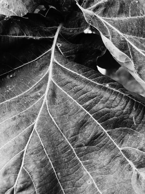 Grayscale Photo of a Leaf