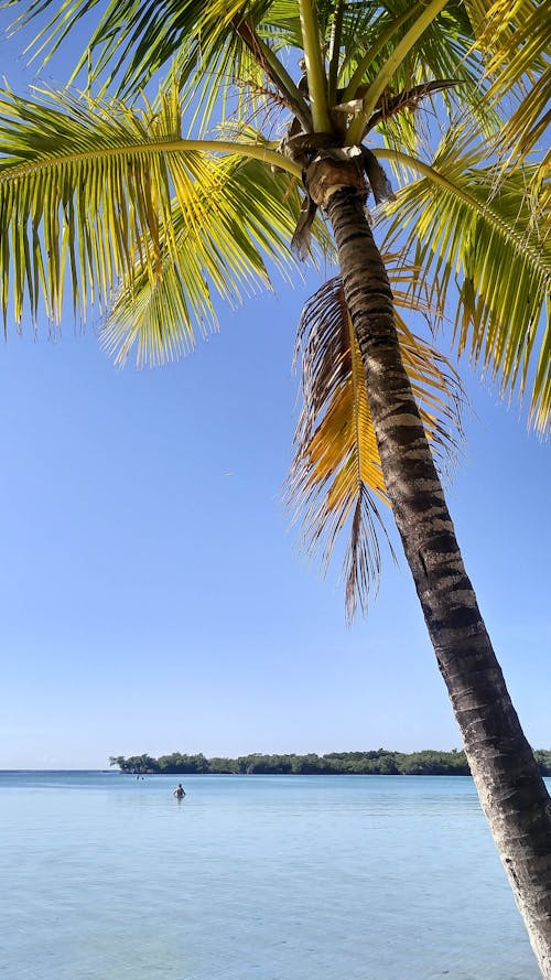 무료 수직 쐈어, 열대 식물, 코코넛 나무의 무료 스톡 사진
