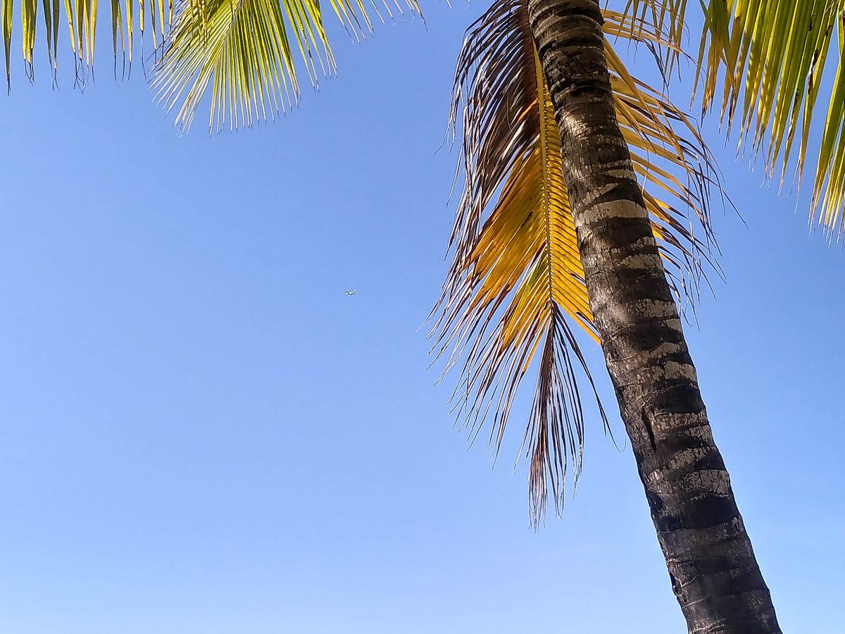 A palm-lined tropical shore beneath a warm evening sky