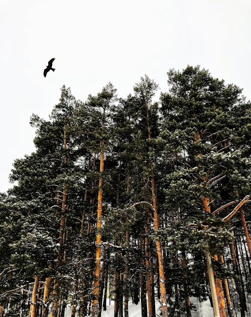 Gratuit Imagine de stoc gratuită din codru, conifere, copaci înalți Fotografie de stoc