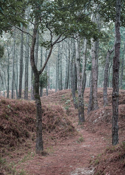 간, 나무, 산길의 무료 스톡 사진