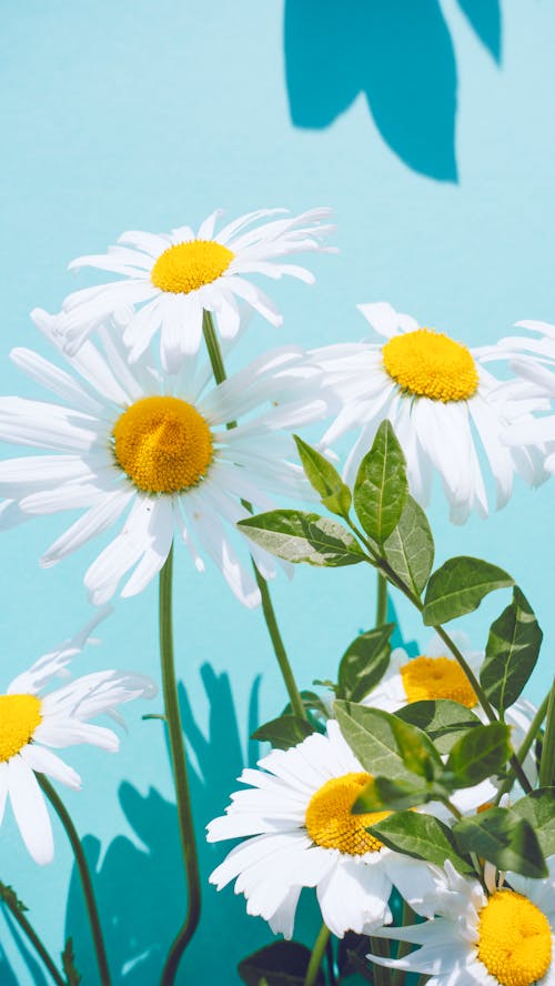 Daisies on Blue Background