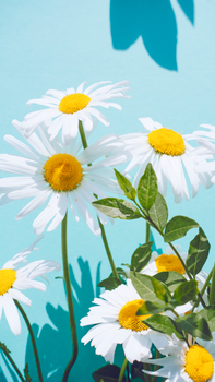 A bright close-up of white daisies with yellow centers against a light blue backdrop.