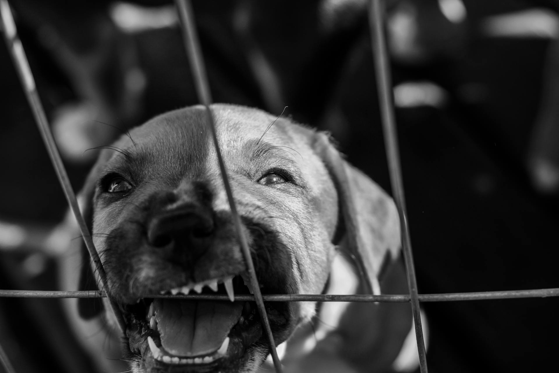 Gråskalig bild av en hund som står bakom metallburen