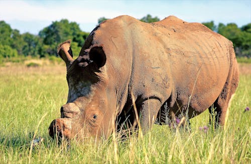 Fotobanka s bezplatnými fotkami na tému divočina, fotografie zvierat žijúcich vo voľnej prírode, nosorožce