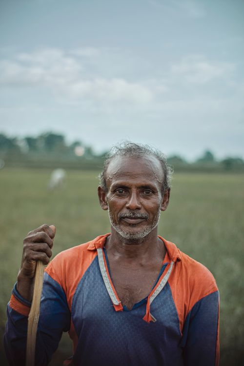 Free Portrait of an elderly farmer standing in a lush Bangladeshi field holding a stick. Stock Photo