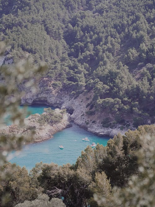 ağaçlar, dikey atış, doğa içeren Ücretsiz stok fotoğraf