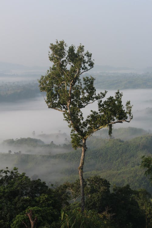 Foto d'estoc gratuïta de amb boira, arbres verds, camp