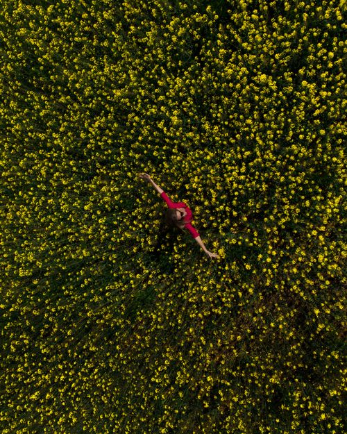 Free A bird's-eye view of a person surrounded by a vibrant field of yellow blooms. Stock Photo
